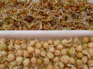 Wheat sprouts (top) & green peas (bottom)