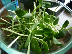 The same batch of sunflower greens ready to eat!