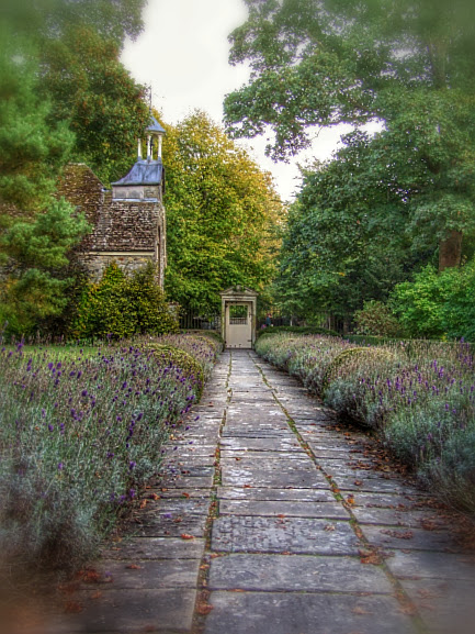 The lavender hedge at Avebury Manor