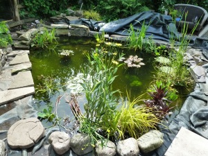 The finished pond