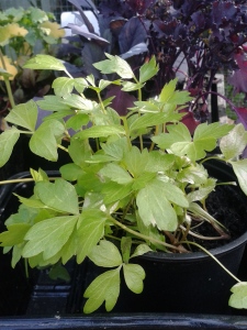 Young lovage plants